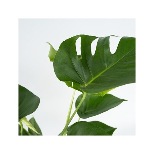 Zimmerpflanze Monstera Deliciosa, Neutralware