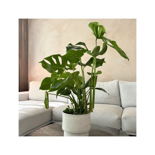 Zimmerpflanze Monstera Deliciosa, Neutralware