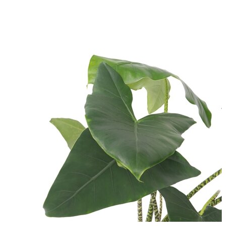 Zimmerpflanze XXL Alocasia Zebrina, Neutralware