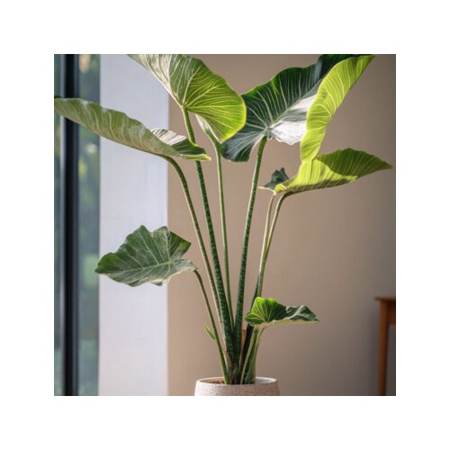Zimmerpflanze XXL Alocasia Zebrina, Neutralware