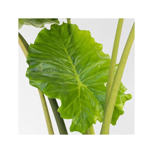 Zimmerpflanze XXL Alocasia Portodora, Neutralware