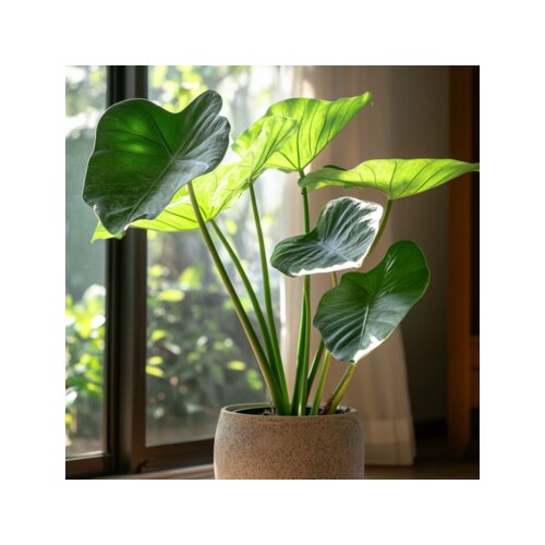 Zimmerpflanze XXL Alocasia Portodora, Neutralware