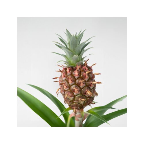 Zimmerpflanze Ananas mi Amigo, Neutralware