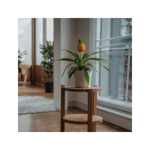 Zimmerpflanze Ananas mi Amigo, Neutralware