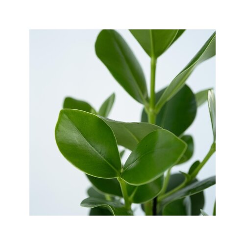 Zimmerpflanze XL Clusia Rosea Prinzessin, Neutralware