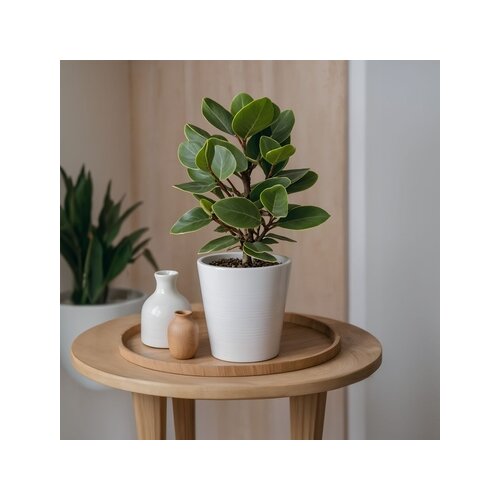 Zimmerpflanze XL Clusia Rosea Prinzessin, Neutralware