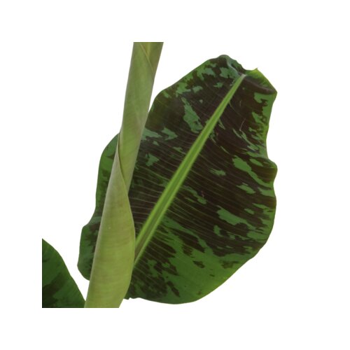 Zimmerpflanze XL Musa Cavendish, Neutralware