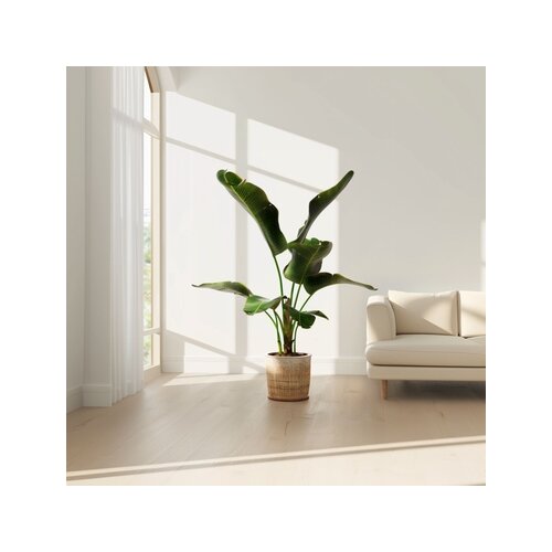 Zimmerpflanze XL Musa Cavendish, Neutralware