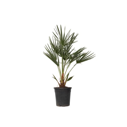 Pflanze XL Europäische Zwergpalme Chamaerops humilis
