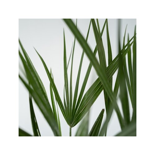 Pflanze XL Europäische Zwergpalme Chamaerops humilis, Neutralware