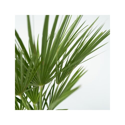 Pflanze XL Europäische Zwergpalme Chamaerops humilis, Neutralware