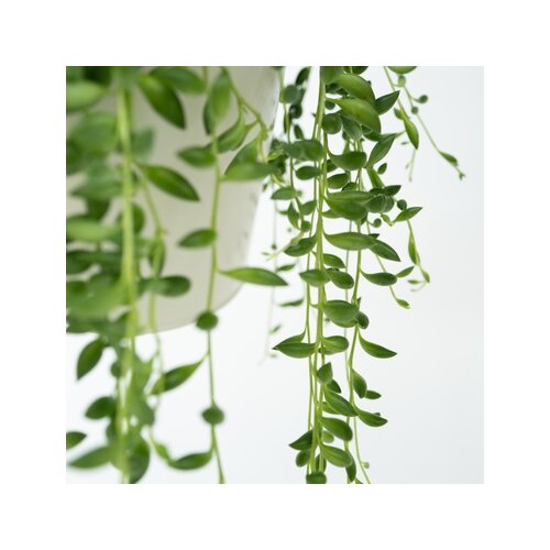 Zimmerpflanze Senecio Rowleyanus Perlenkette, Neutralware