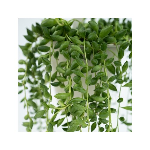 Zimmerpflanze Senecio Rowleyanus Perlenkette, Neutralware