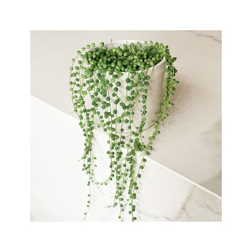 Zimmerpflanze Senecio Rowleyanus Perlenkette, Neutralware