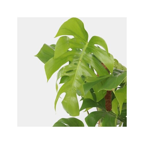Zimmerpflanze XXL Monstera Deliciosa mit Stiel, Neutralware