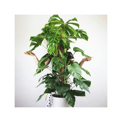 Zimmerpflanze XXL Monstera Deliciosa mit Stiel, Neutralware