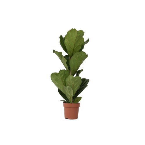 Zimmerpflanze Ficus Lyrata Fiddle Leaf Pflanze