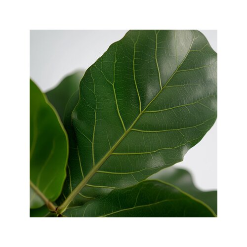 Zimmerpflanze Ficus Lyrata Fiddle Leaf Pflanze, Neutralware