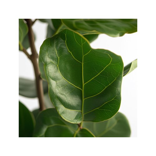 Zimmerpflanze Ficus Lyrata Fiddle Leaf Pflanze, Neutralware