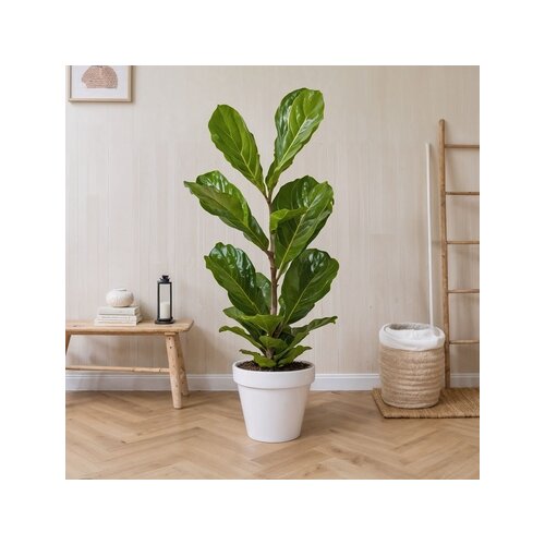 Zimmerpflanze Ficus Lyrata Fiddle Leaf Pflanze, Neutralware