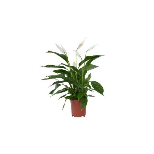 Zimmerpflanze Spathiphyllum Friedenslilie