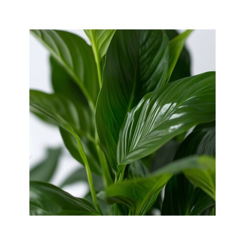 Zimmerpflanze Spathiphyllum Friedenslilie, Neutralware