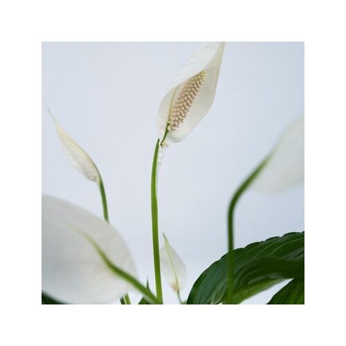 Zimmerpflanze Spathiphyllum Friedenslilie, Neutralware