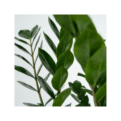 Zimmerpflanze Zamioculcas ZZ Pflanze, Neutralware