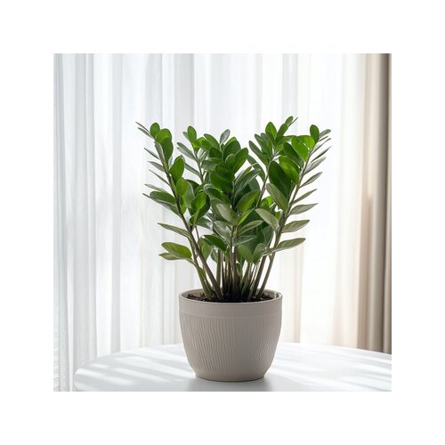 Zimmerpflanze Zamioculcas ZZ Pflanze, Neutralware