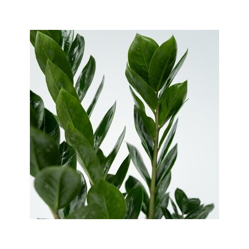 Zimmerpflanze Zamioculcas ZZ Pflanze, Neutralware