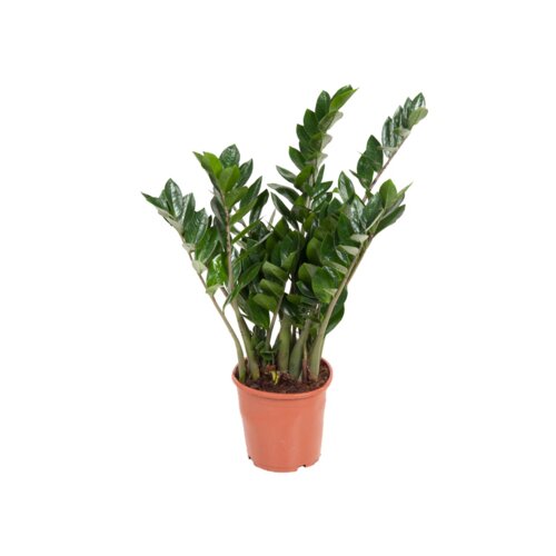 Zimmerpflanze Zamioculcas ZZ Pflanze