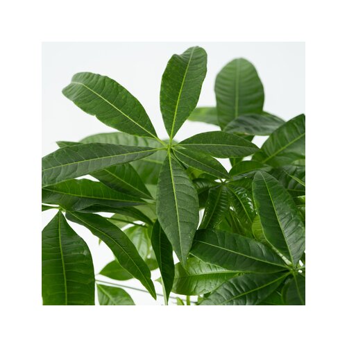 Zimmerpflanze Pachira Geldbaum, Neutralware