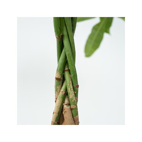 Zimmerpflanze Pachira Geldbaum, Neutralware