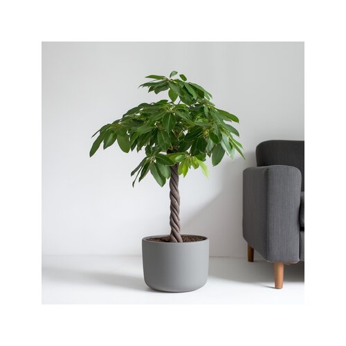 Zimmerpflanze XL Pachira Geldbaum, Neutralware