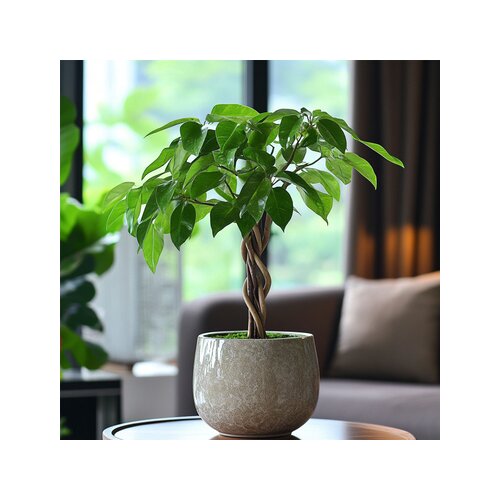 Zimmerpflanze Pachira Geldbaum, Neutralware