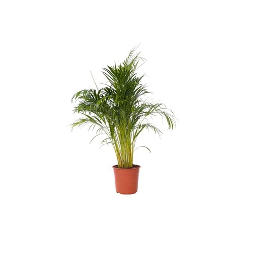 Zimmerpflanze XXL Areca Goldpalme