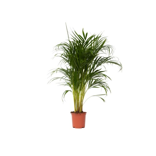 Zimmerpflanze XL Areca Goldpalme