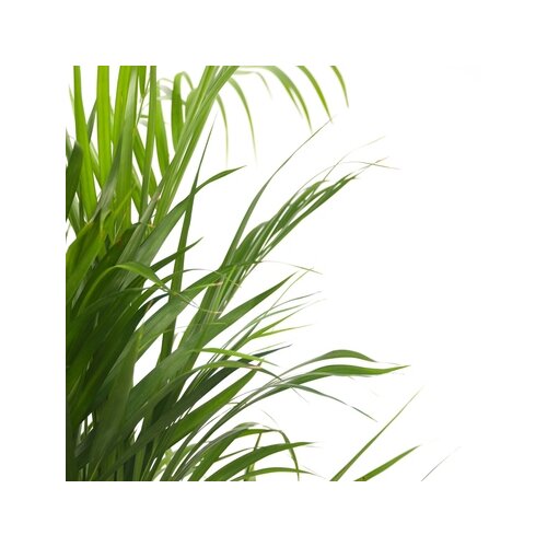 Zimmerpflanze XL Areca Goldpalme, Neutralware