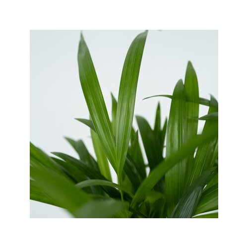 Zimmerpflanze XL Areca Goldpalme, Neutralware