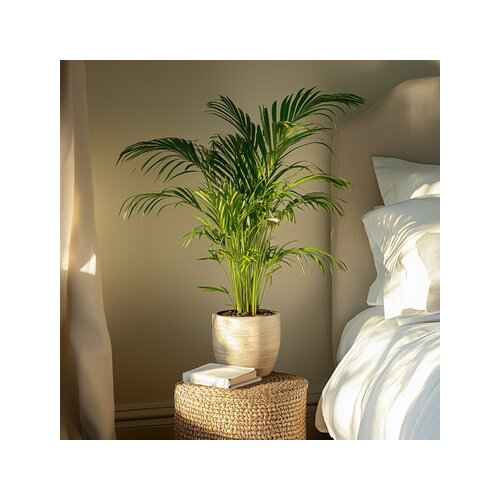 Zimmerpflanze XL Areca Goldpalme, Neutralware