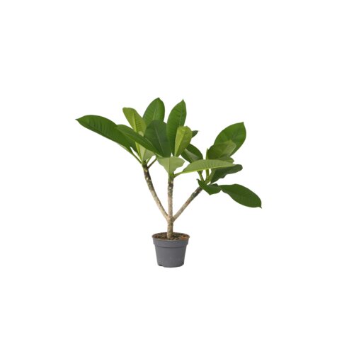 Zimmerpflanze Plumeria Frangipani Hawaii