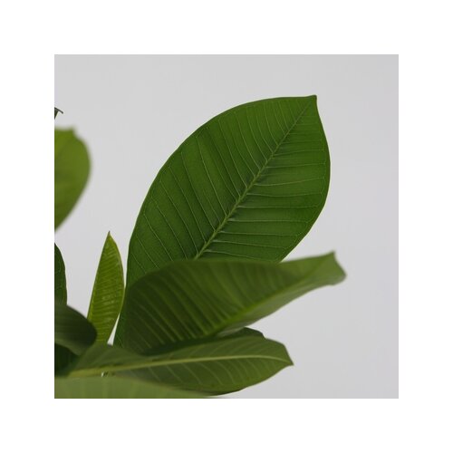 Zimmerpflanze Plumeria Frangipani Hawaii, Neutralware