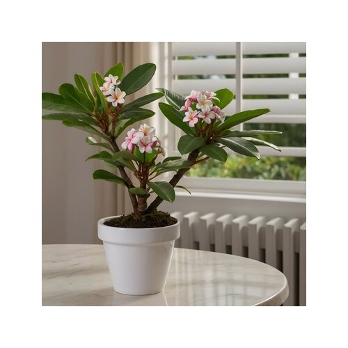 Zimmerpflanze Plumeria Frangipani Hawaii, Neutralware