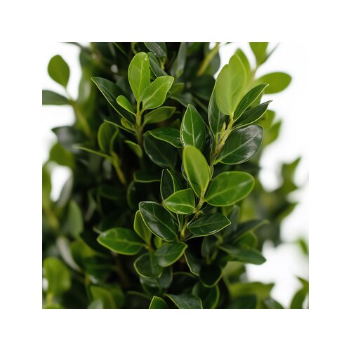 Pflanze Ilex crenata Japanische Stechpalme Kugelform, Neutralware