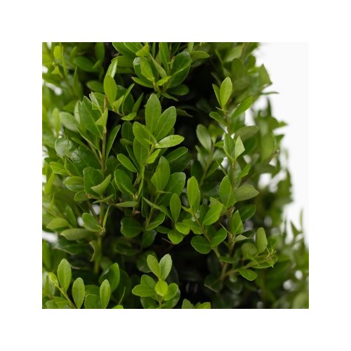 Pflanze Ilex crenata Japanische Stechpalme Kugelform, Neutralware