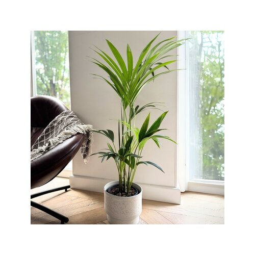 Zimmerpflanze Kentia Howea forsteriana Palme, Neutralware