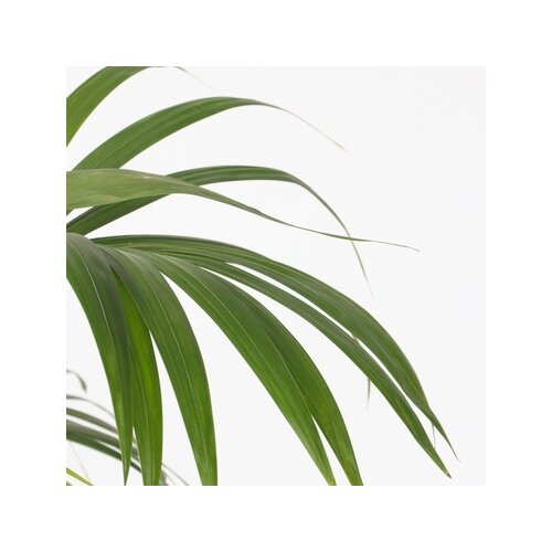 Zimmerpflanze Kentia Howea forsteriana Palme, Neutralware