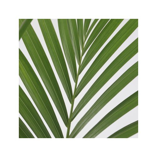Zimmerpflanze Kentia Howea forsteriana Palme, Neutralware