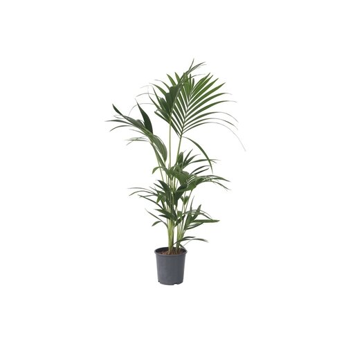 Zimmerpflanze Kentia Howea forsteriana Palme