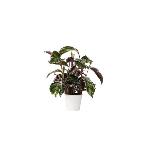 Zimmerpflanze Korbmarante Calathea Fusion Weiß